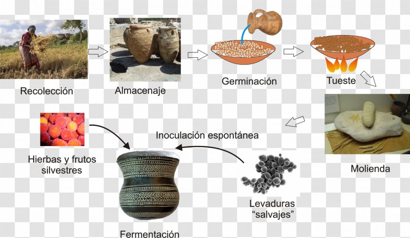 Beer Brewing Grains & Malts Historia De La Cerveza En España Industry Manufacturing - Processo Transparent PNG