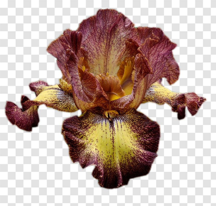 Irises Ohio Clip Art Garden Roses - United States Of America Transparent PNG