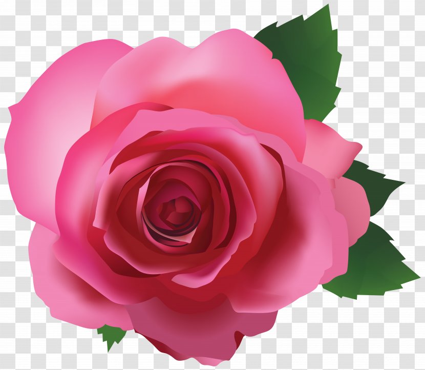 Rose Pink Clip Art - Cut Flowers Transparent PNG