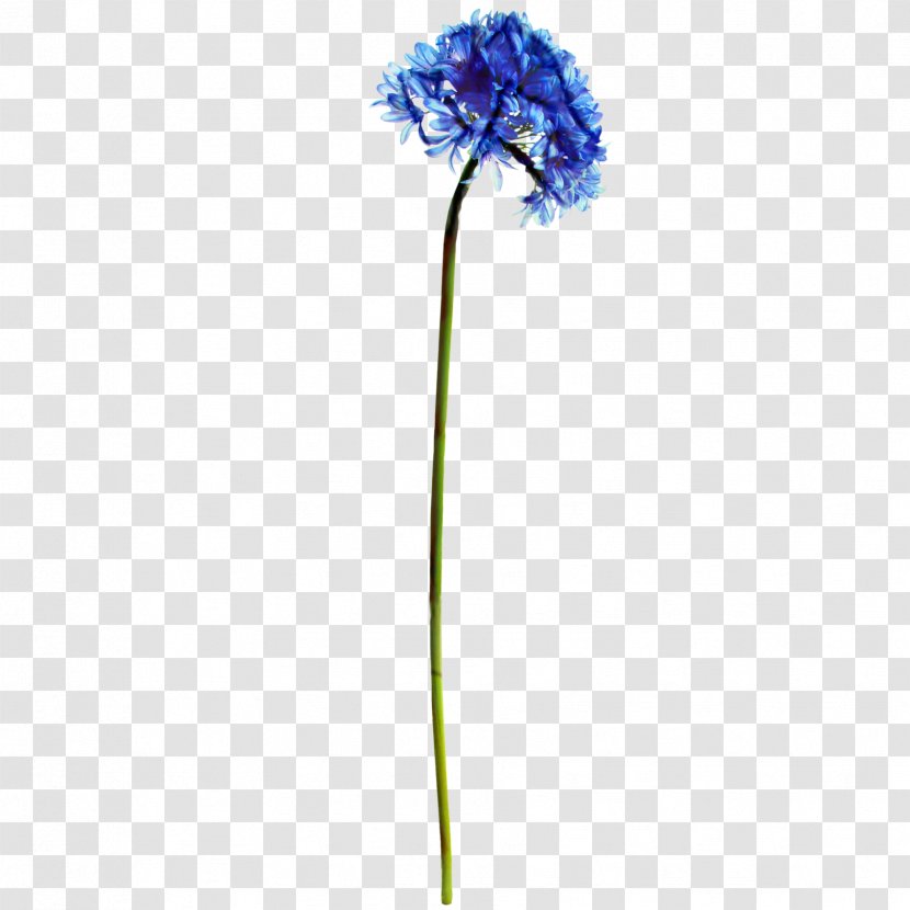 Flowers Background - Agapanthus - Hydrangea Perennial Plant Transparent PNG