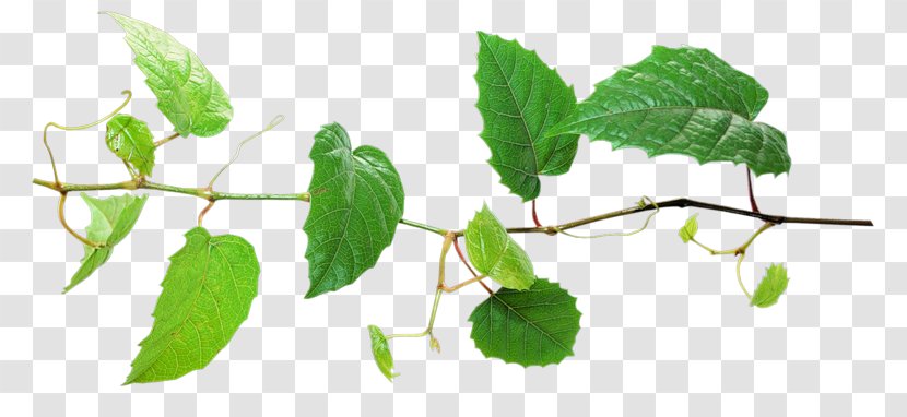 Leaf Plant Twig - Green Leaves Transparent PNG