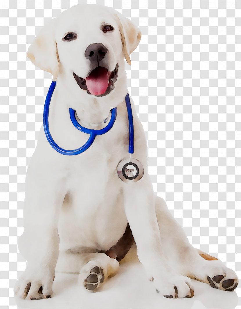 Dog Cat Pet Veterinarian Puppy - Vertebrate - Health Care Transparent PNG