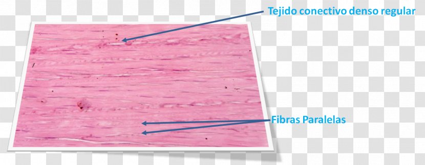 Connective Tissue Histology Cell Ground Substance Dermis - Quantity - Tejido Transparent PNG