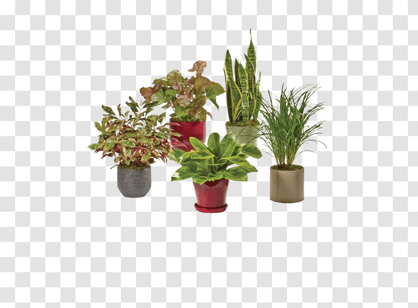 Cut Flowers Flowerpot Houseplant Herb - Plant Transparent PNG