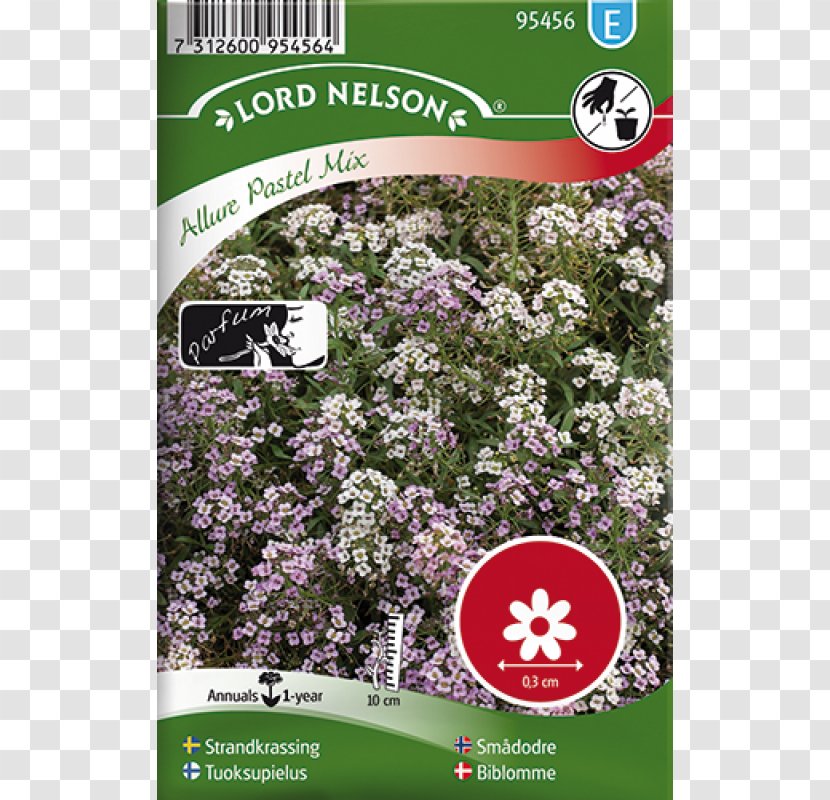 Sweet Alyssum Common Sunflower Seed Zinnia - Sunflowers - Lobularia Transparent PNG