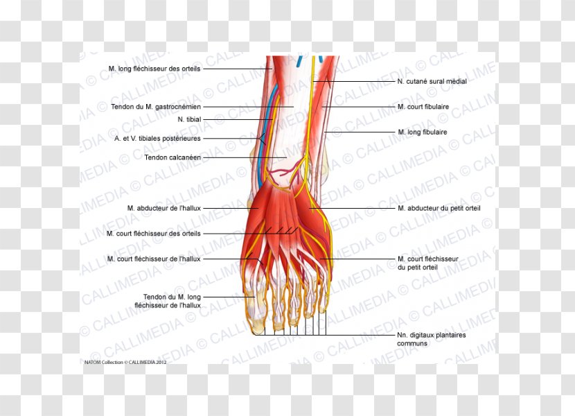Thumb Nerve Tibialis Anterior Muscle Flexor Digitorum Longus - Watercolor - Anatomie Transparent PNG