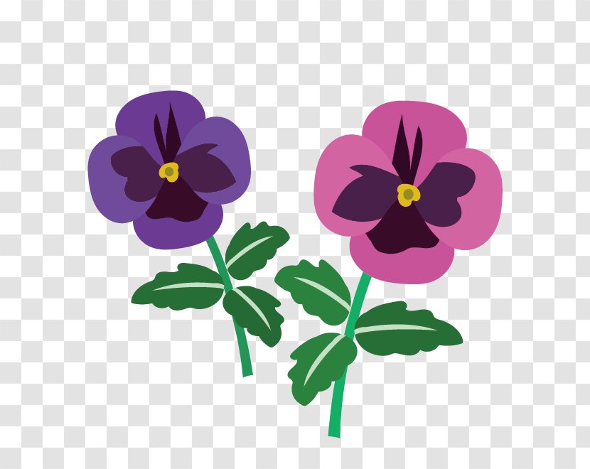Pansy Violet Yellow Blue - Seed Plant Transparent PNG