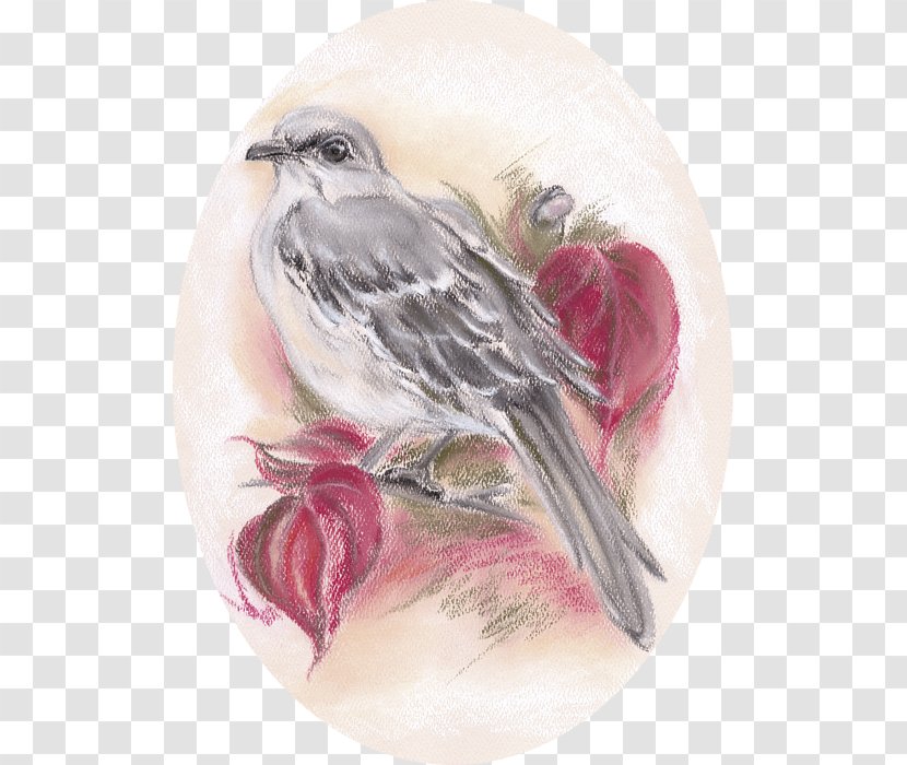 Drawing Finches Beak Watercolor Painting Art - Mockingbird - Steampunk Magazine Transparent PNG