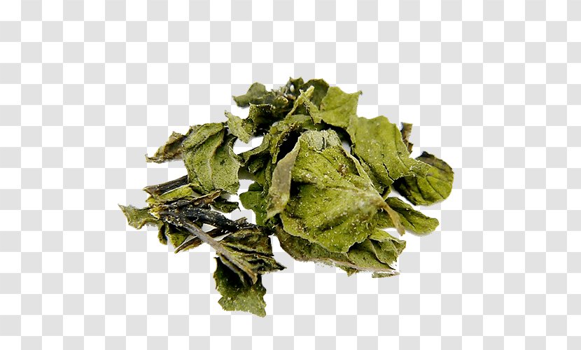 Peppermint Bancha Oolong Leaf Vegetable - Herb - Pepermint Transparent PNG