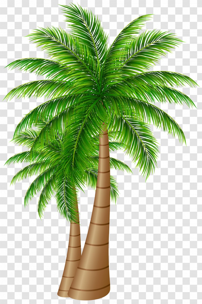 Palm Trees Coconut Clip Art - Woody Plant - Large Image Transparent PNG