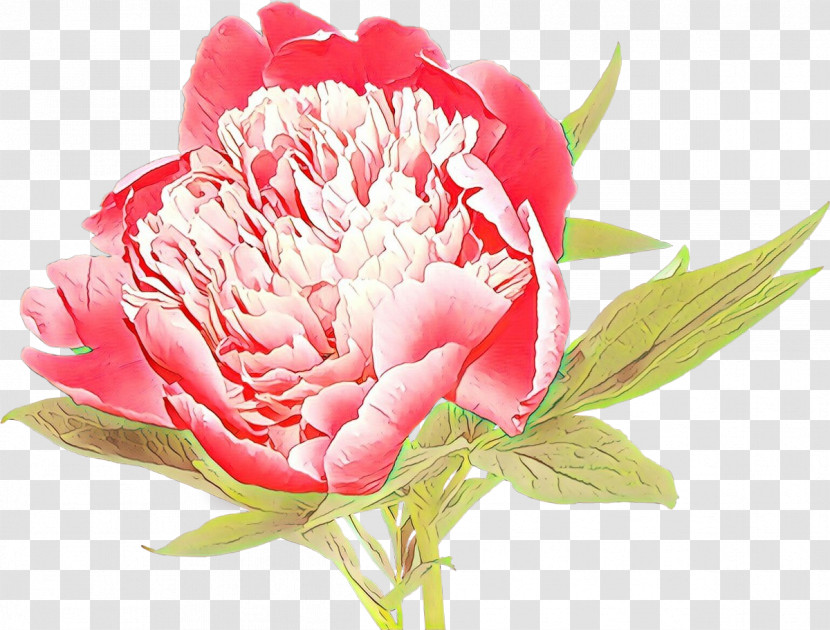 Flower Plant Petal Pink Common Peony Transparent PNG