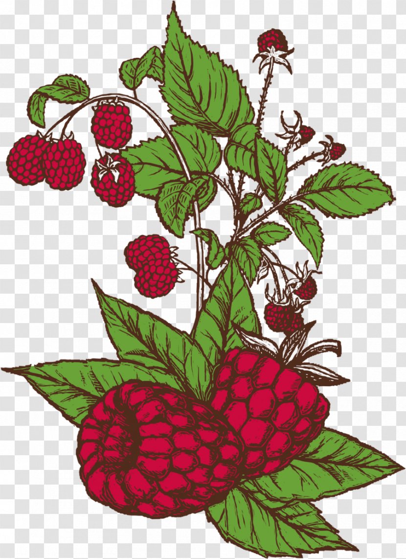 Avery Brewing Company Sour Beer Raspberry Brewery - Botany - Bayberry Transparent PNG