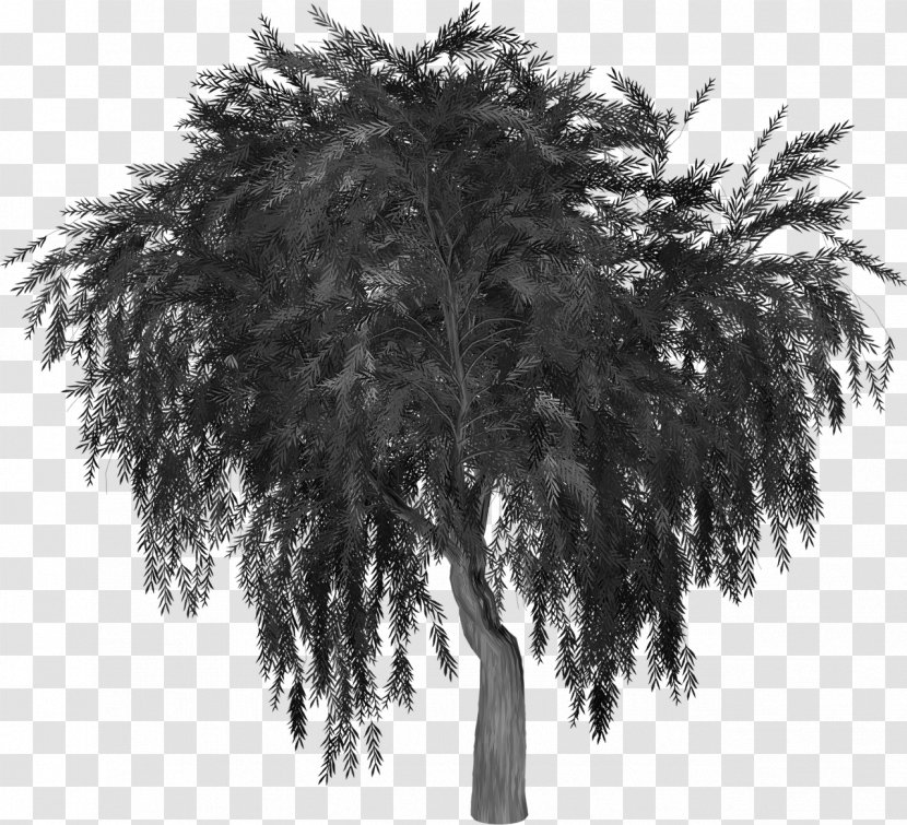 Weeping Willow Tree Image Silhouette - Black And White Transparent PNG