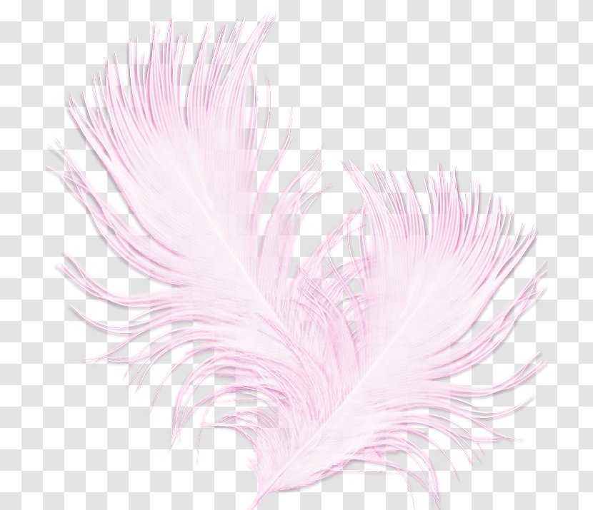 Feather Centerblog Der Schleier Angst Clip Art Bird - Color Transparent PNG