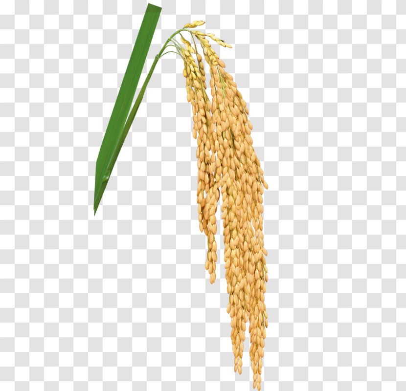 Rice Gadu Paddy Field - Cereal - Paddy,Rice,Rice,Hedao,Rice Transparent PNG