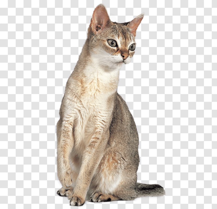 Singapura Cat Abyssinian Javanese Chausie Australian Mist - German Rex - Aegean Transparent PNG