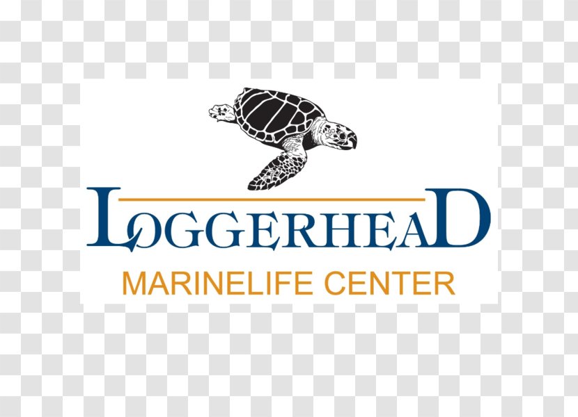 Loggerhead Marinelife Center Park Sea Turtle - Florida Power Light Transparent PNG