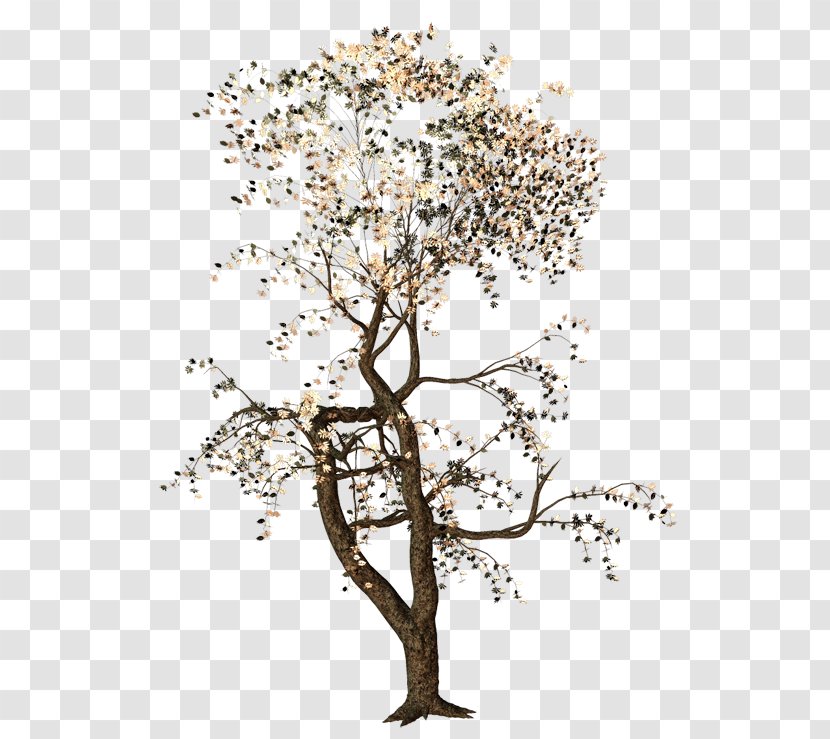 Twig Tree Deciduous Acer Ginnala - Maple - Old Trees Transparent PNG