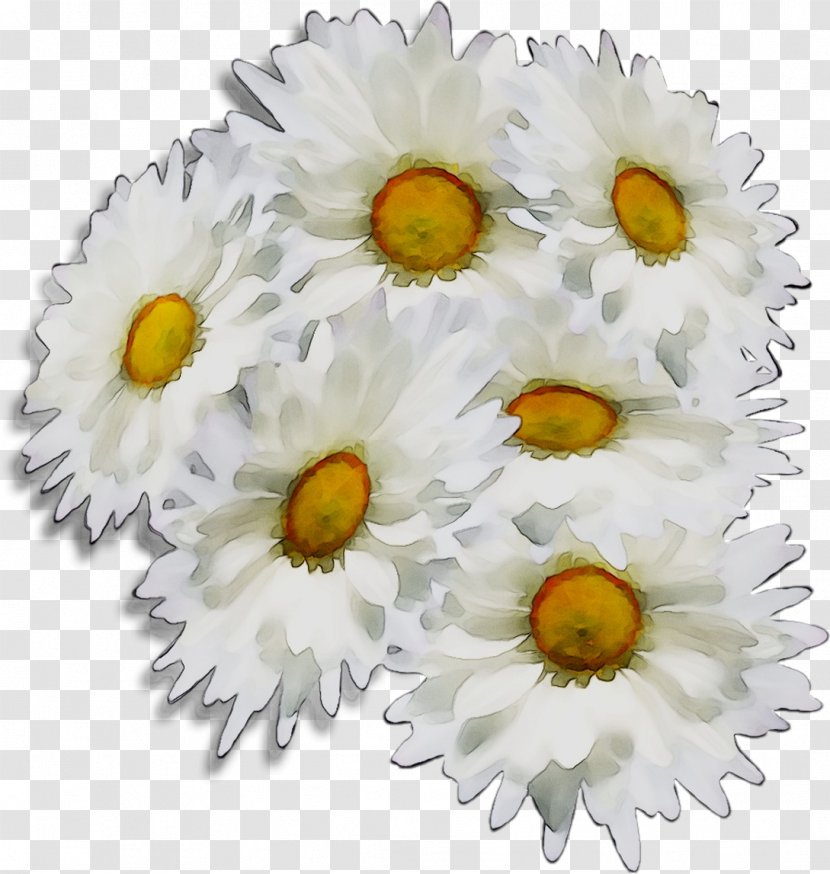 Chrysanthemum Oxeye Daisy Cut Flowers Transvaal - Flower - Bouquet Transparent PNG