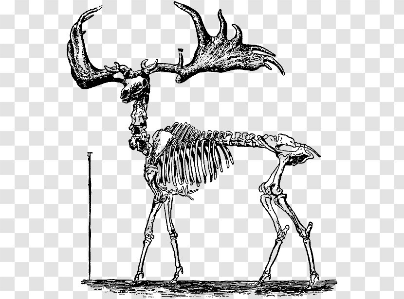 Human Skeleton Bone Drawing Skull - Monochrome Transparent PNG