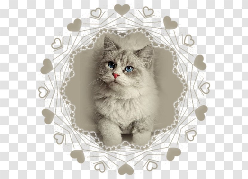 Ragdoll Siberian Cat Himalayan Turkish Angora Maine Coon - Cartoon Transparent PNG