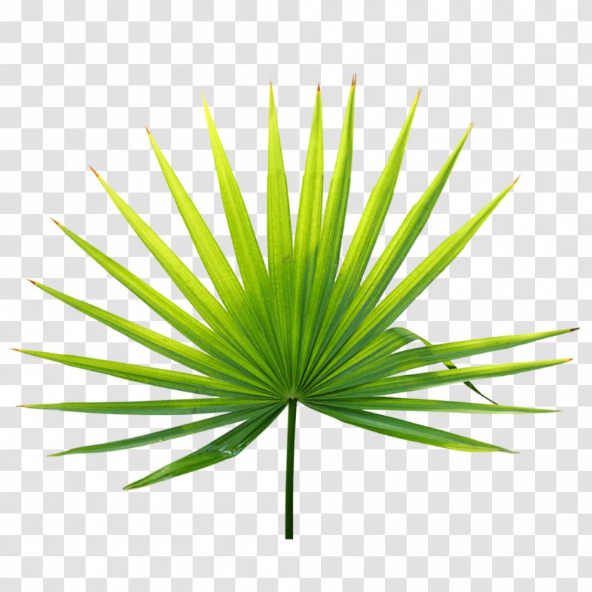 Tropics Leaf Plant Arecaceae - Green Transparent PNG
