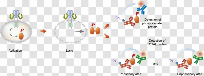 Assay Lysis Cell ELISA AMP-activated Protein Kinase - Heart - Tree Transparent PNG