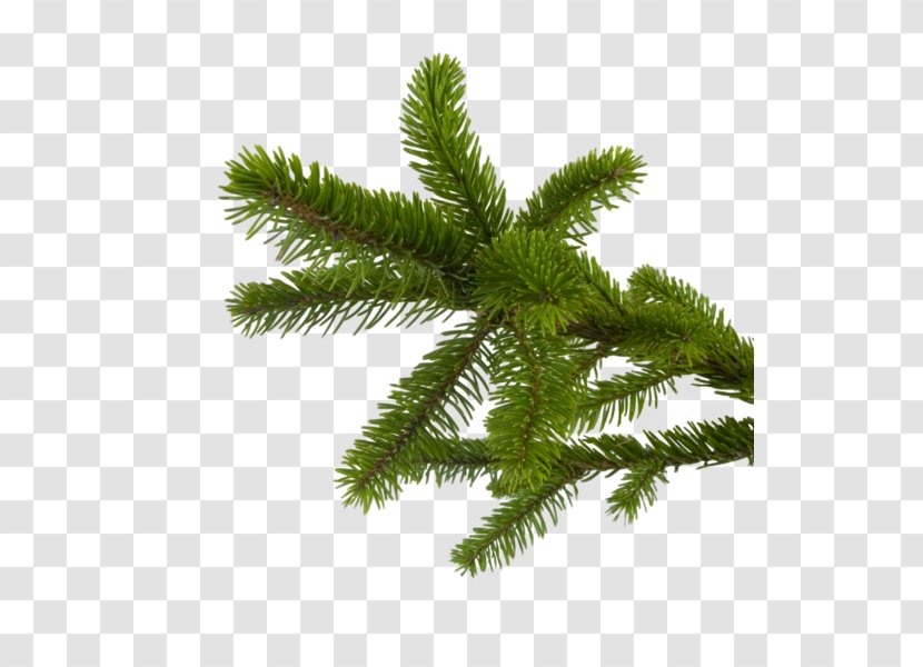 Fir Clip Art - Christmas - Evergreen Transparent PNG