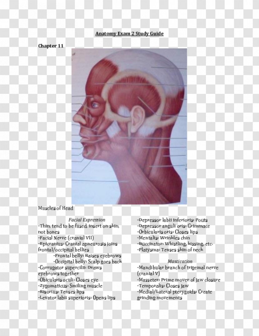Shoulder Muscle Homo Sapiens Ear Font - Frame Transparent PNG