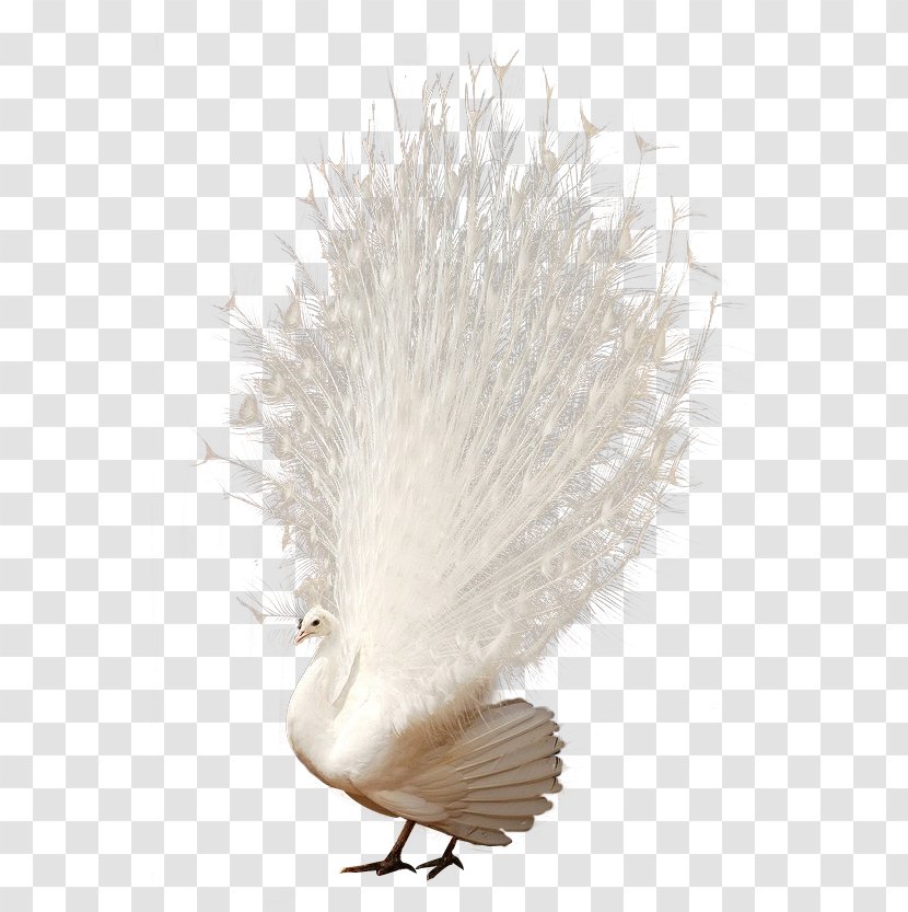Peafowl Tail Download - Beak - White Peacock Feathers Transparent PNG
