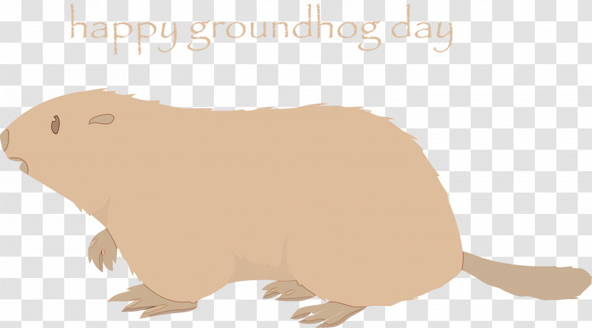 Groundhog Guinea Pig Marmot Beaver Animal Figure Transparent PNG