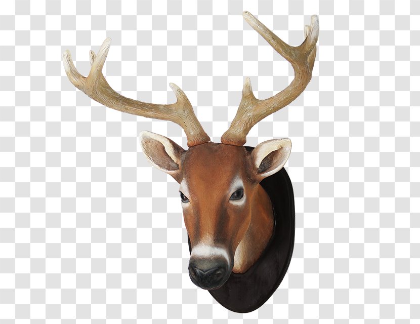 White-tailed Deer Reindeer Elk Antler - Horn - Head Transparent PNG