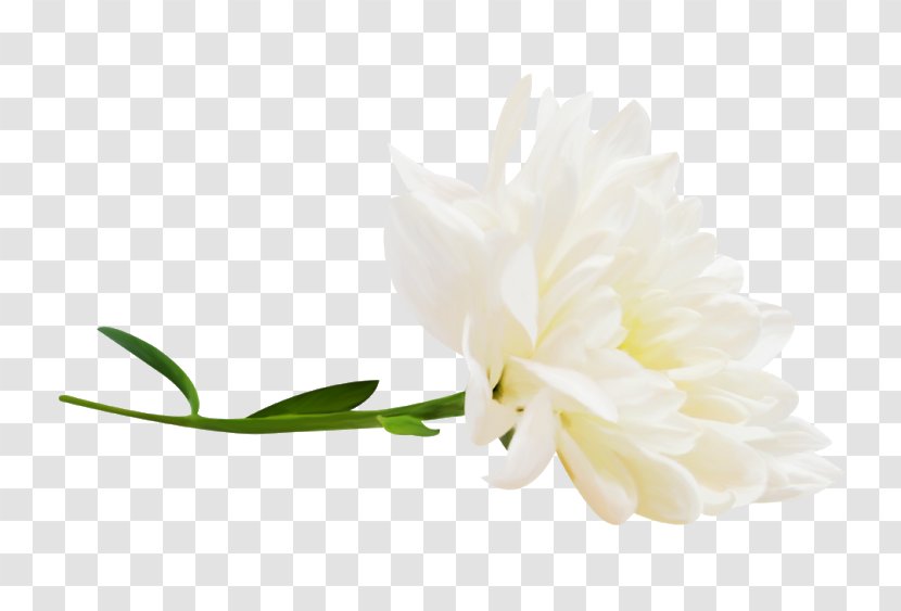 Petal Cut Flowers Plant Stem Flowering - White Transparent PNG