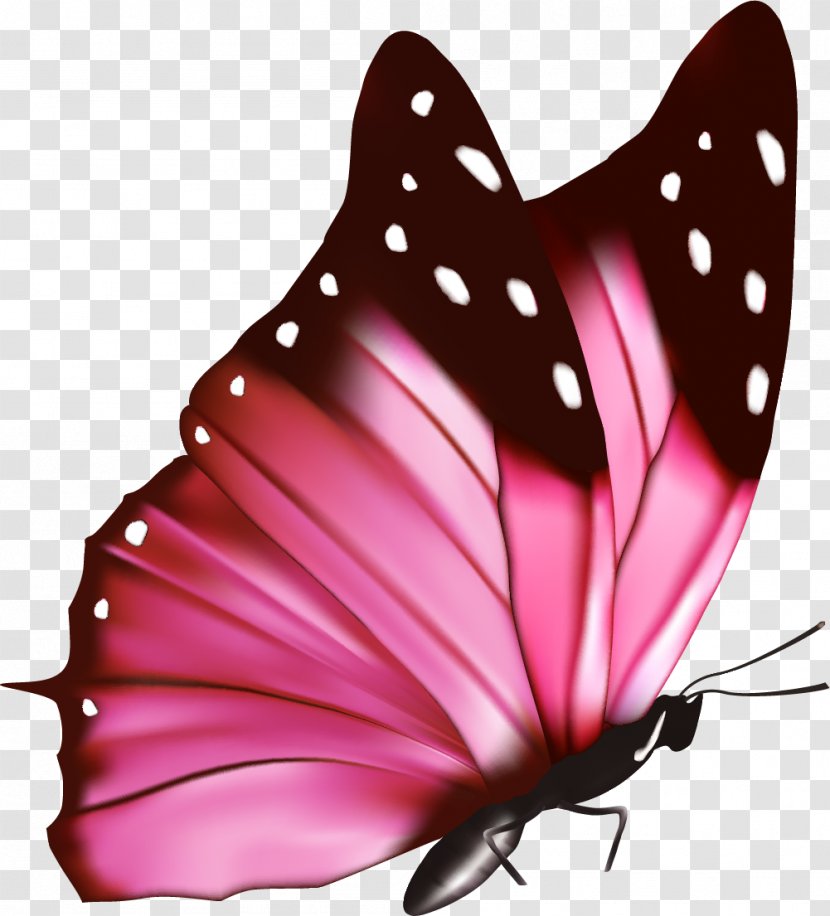 Pink Flowers Euclidean Vector Photography - Moths And Butterflies - Fresh Butterfly Transparent PNG
