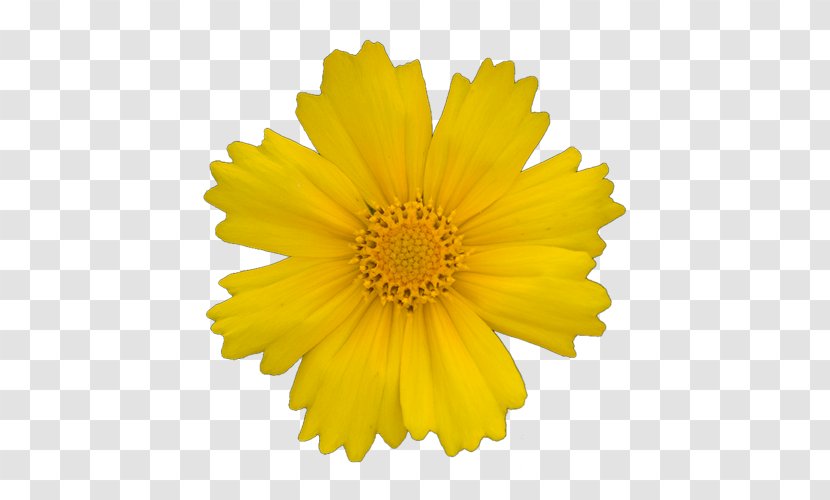Transvaal Daisy Yellow Gerber Format Clip Art - Family - Flowers Transparent PNG