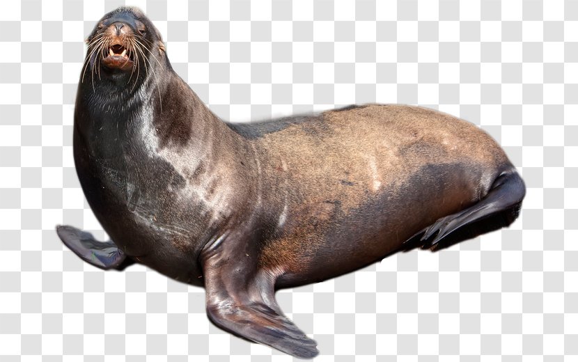Sea Lion Earless Seal Harbor - Fauna Transparent PNG