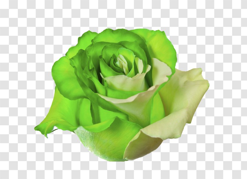 Garden Roses Lemon Tart Meringue Pie Cut Flowers - Rose Transparent PNG
