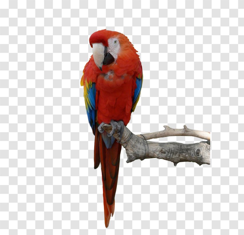 Parrot Image Bird Macaw - Beak Transparent PNG