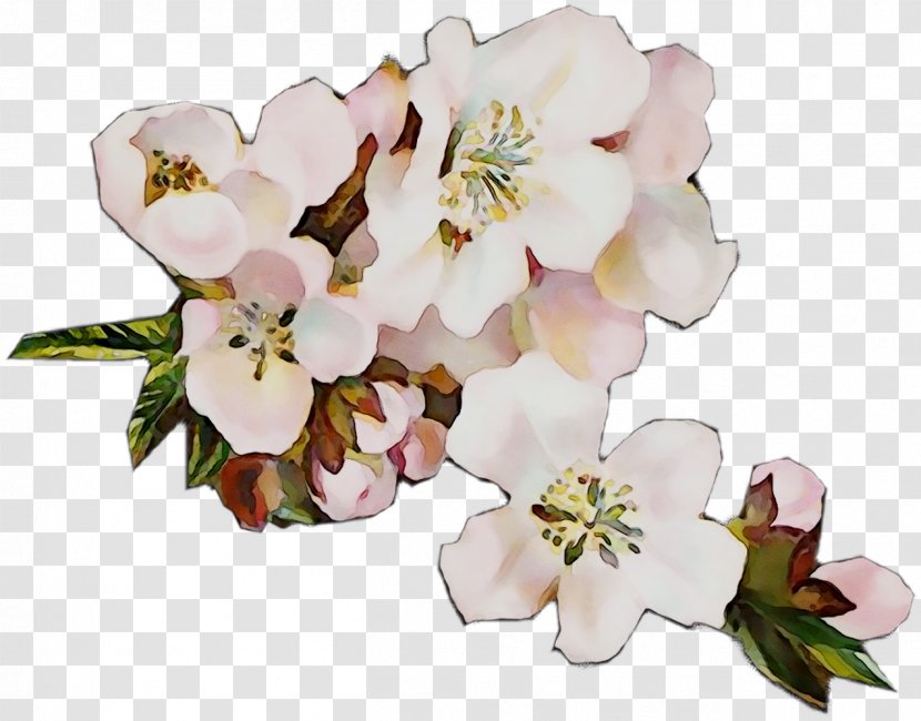 Cut Flowers Blossom Floral Design Flower Bouquet - Cherries - Stau150 Minvuncnr Ad Transparent PNG