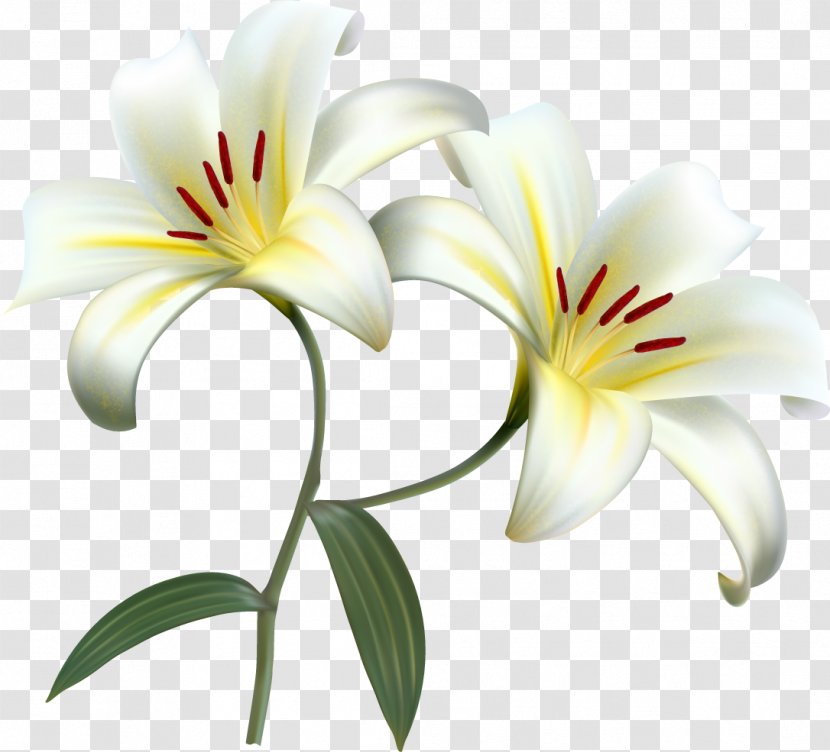 Lilium Candidum Easter Lily Desktop Wallpaper Flower - Plant Transparent PNG