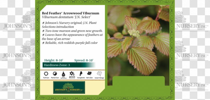 Viburnum Dentatum Plant Leaf Seedling Nursery - Flower Transparent PNG