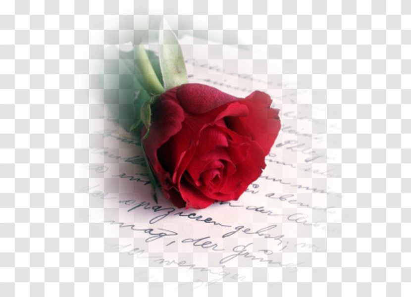 Valentine's Day Love Letter Romance Poetry - Greeting Card Transparent PNG