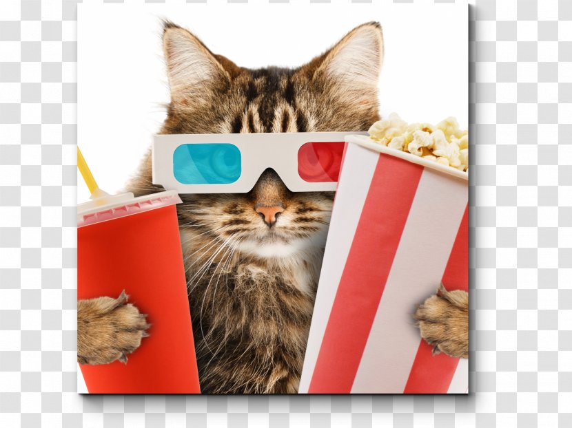 Cat Café Kitten Cinema Film - Paw Transparent PNG