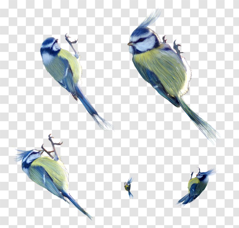 Birds Of Cuba Parrot - Songbird - Flower And Bird Painting Transparent PNG