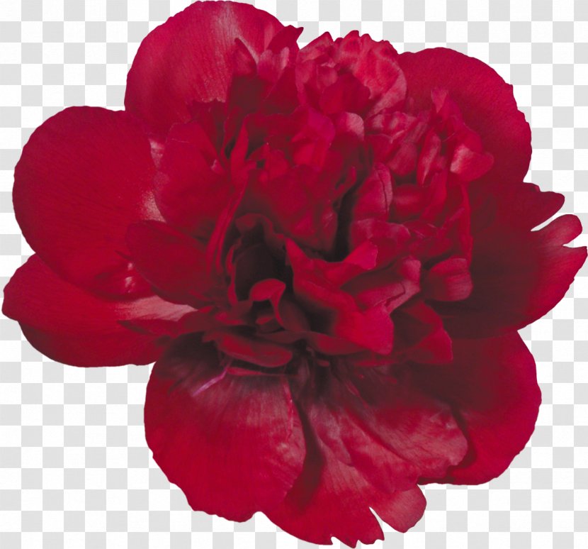 Flower Red Clip Art - Plant - Peony Transparent PNG