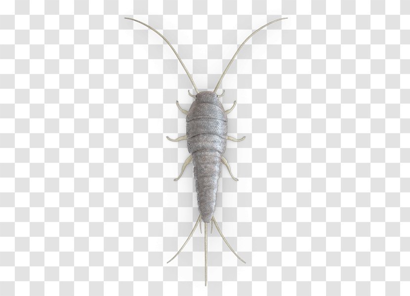 Silverfish Cockroach Insect Pest Control Firebrat - Fogger Transparent PNG