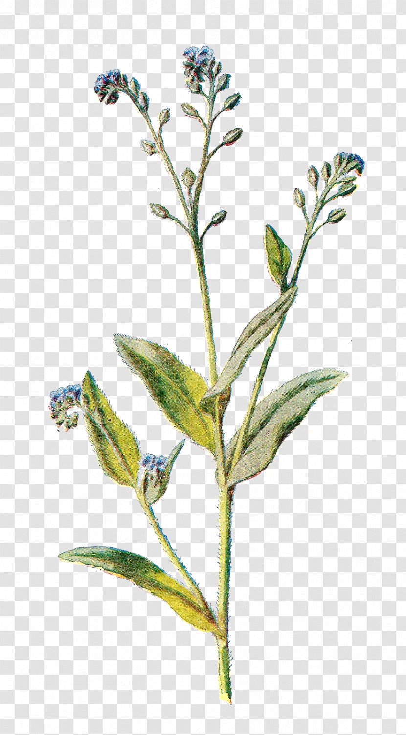 Wildflower Clip Art - Poppy - Botanical Transparent PNG