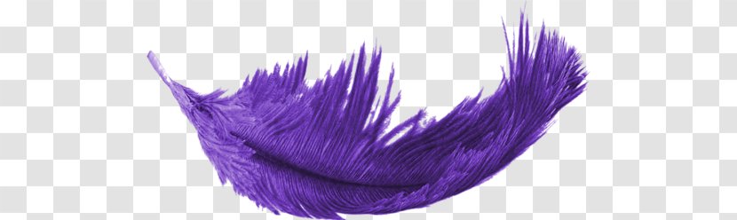 Feather Purple Transparent PNG