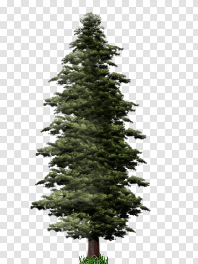 Pine Tree Fir Clip Art - Conifer Transparent PNG