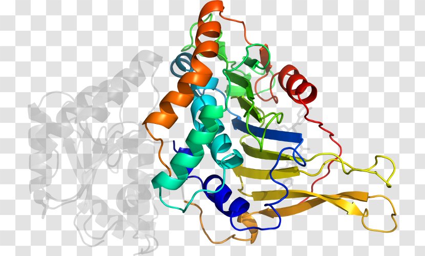 Organism Line Clip Art - Text - Glucose6phosphate Dehydrogenase Deficiency Transparent PNG